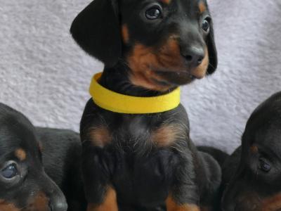 Pra Cord 1 Clear, IKC Registered, Miniature Smooth Dachshund puppies in Wexford