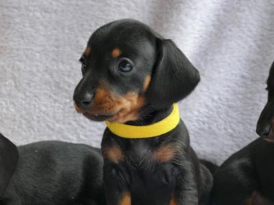 IKC Registered, Pra Cord 1 Clear, Miniature Smooth Dachshund female pup.