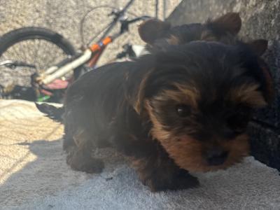 Hi I’m selling 3 beautiful little miniature Yorkshire Terrier puppies in Limerick