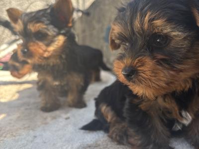 Hi I’m selling 3 beautiful little miniature Yorkshire Terrier puppies in Limerick