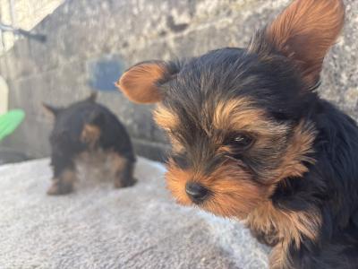 Hi I’m selling 3 beautiful little miniature Yorkshire Terrier puppies in Limerick