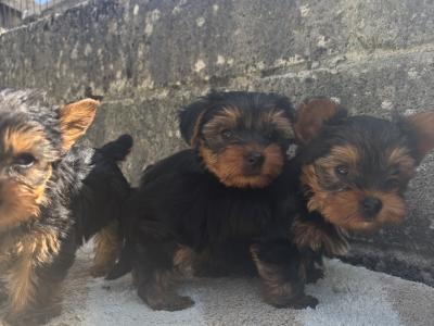 Hi I’m selling 3 beautiful little miniature Yorkshire Terrier puppies in Limerick