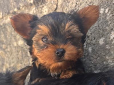 Hi I’m selling 3 beautiful little miniature Yorkshire Terrier puppies in Limerick