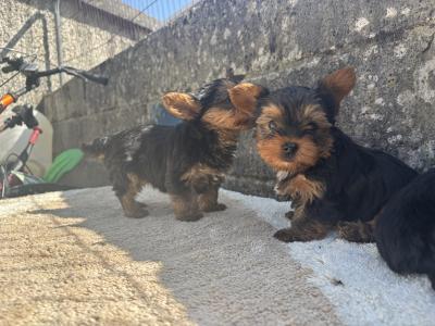 Hi I’m selling 3 beautiful little miniature Yorkshire Terrier puppies in Limerick