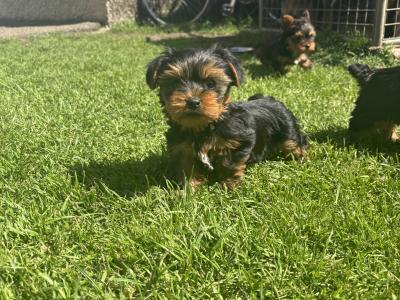 Hi I’m selling 3 beautiful little miniature Yorkshire Terrier puppies in Limerick