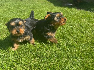 Hi I’m selling 3 beautiful little miniature Yorkshire Terrier puppies in Limerick