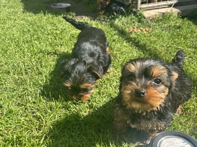 Hi I’m selling 3 beautiful little miniature Yorkshire Terrier puppies in Limerick