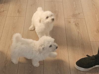 Exclusively bred Poochon puppies 2 snow White males in Wexford
