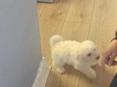 Exclusively bred Poochon puppies 2 snow White males in Wexford