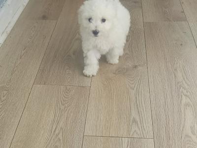 Exclusively bred Poochon puppies 2 snow White males in Wexford