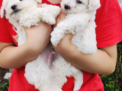 Exclusively bred Poochon puppies 2 snow White males in Wexford