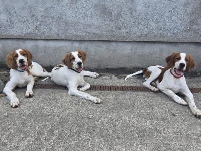 IRWS Pups for sale