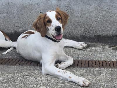 IKC Registered Irish Red and White Setters puppies for sale