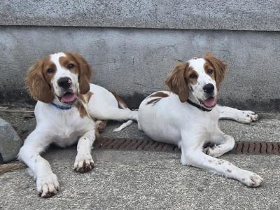 IKC Registered Irish Red and White Setters puppies for sale in Kilkenny