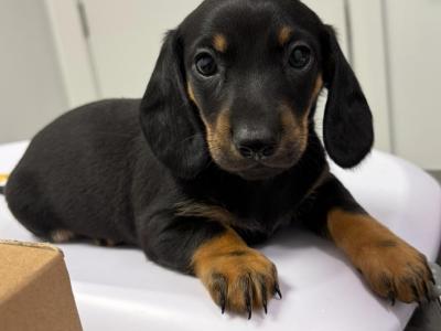 Dachshund puppies