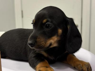 Dachshund puppies