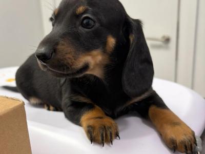 Dachshund puppies
