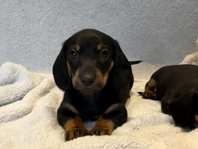 Dachshund puppies