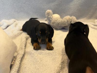 Dachshund puppies