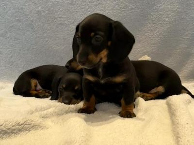 Dachshund puppies
