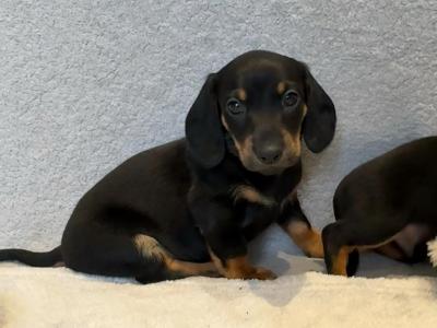 Dachshund puppies