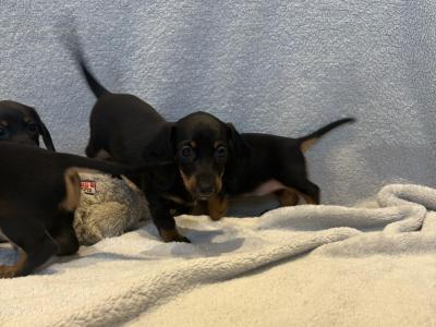 Dachshund puppies