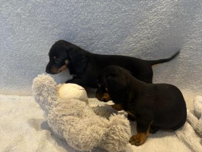 Dachshund puppies