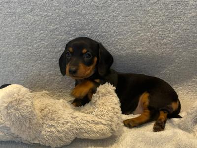 Dachshund puppies