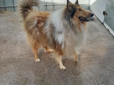 Beautiful Rough Collie pups