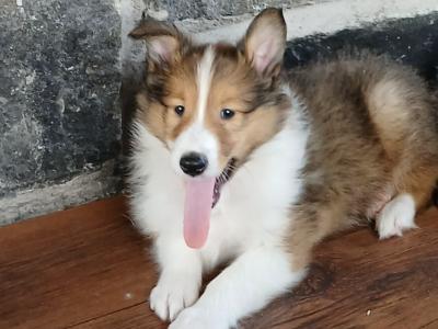 Beautiful Rough Collie pups
