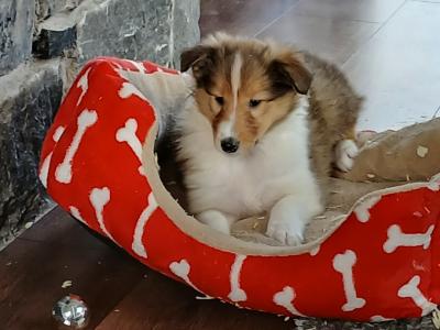 Beautiful Rough Collie pups