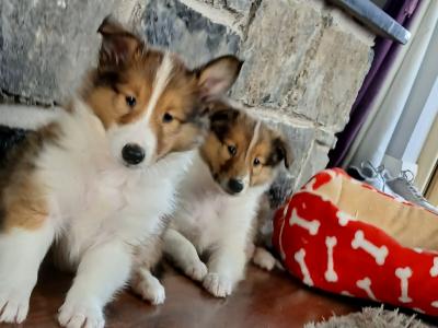 Beautiful Rough Collie pups