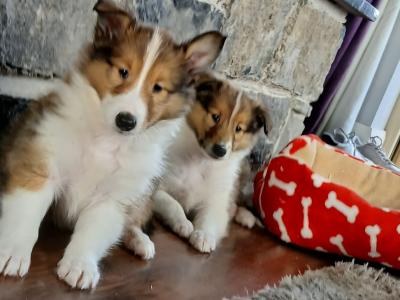 Beautiful Rough Collie puppies in Monaghan
