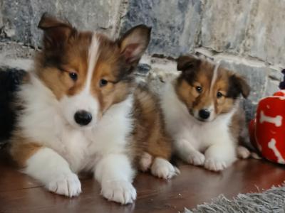 Beautiful Rough Collie puppies in Monaghan