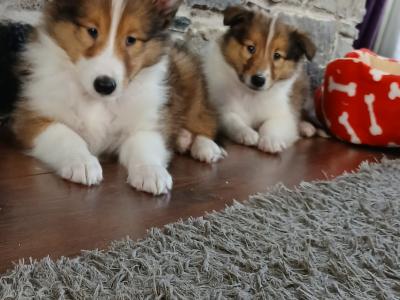 Beautiful Rough Collie pups