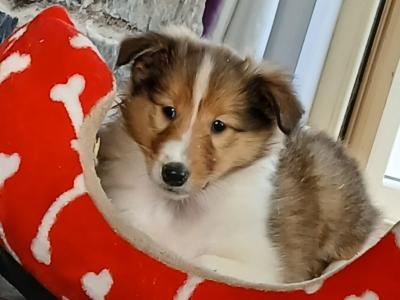 Beautiful Rough Collie puppies in Monaghan