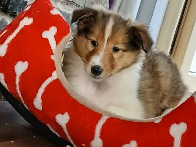 Beautiful Rough Collie pups