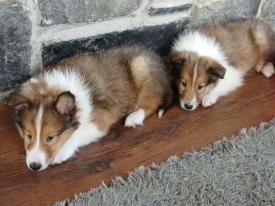 Beautiful Rough Collie pups