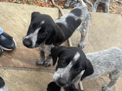 Long haired German Pointer x Lurcher puppies in Wexford