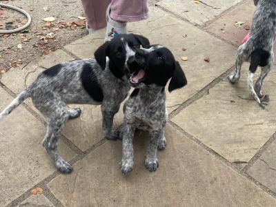 Long haired German Pointer x Lurcher puppies in Wexford
