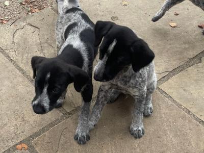 Long haired German Pointer x Lurcher puppies in Wexford