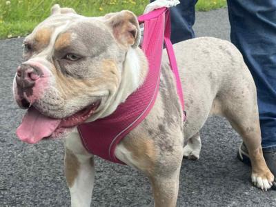 Old English Bulldog