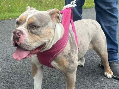 Sadie is a female Old English Bulldog puppy 13 months old in Westmeath