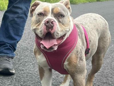 Old English Bulldog