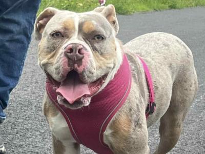 Old English Bulldog