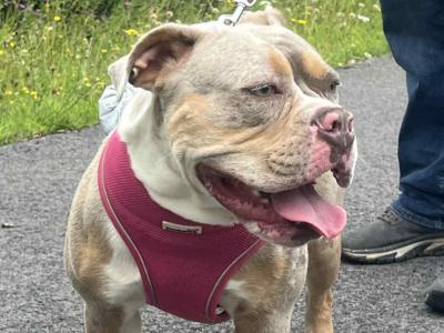 Old English Bulldog