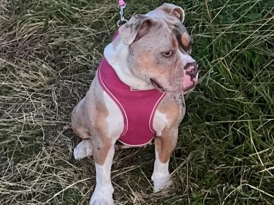 Old English Bulldog