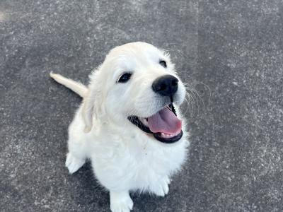 3 beautiful purebred Non Registered Golden Retriever puppies for sale in Cork