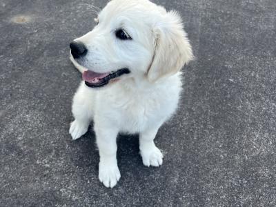 3 beautiful purebred Non Registered Golden Retriever puppies for sale in Cork