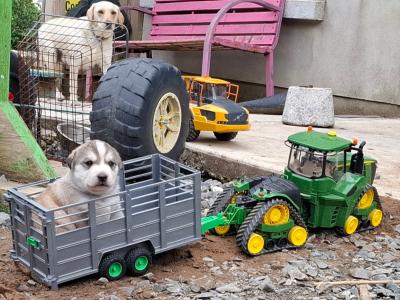 Beautiful Labsky LabxHusky pup ready for his forever home.